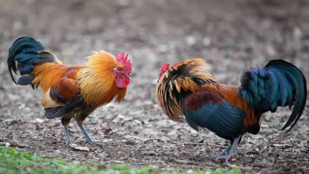 Best Feeds for Gamecocks