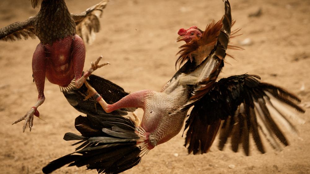 Best Feeds for Gamecocks