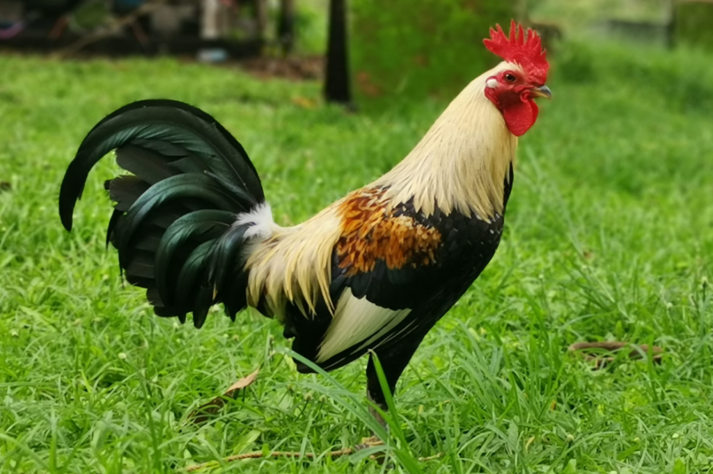 Most Expensive Gamefowl Bloodlines