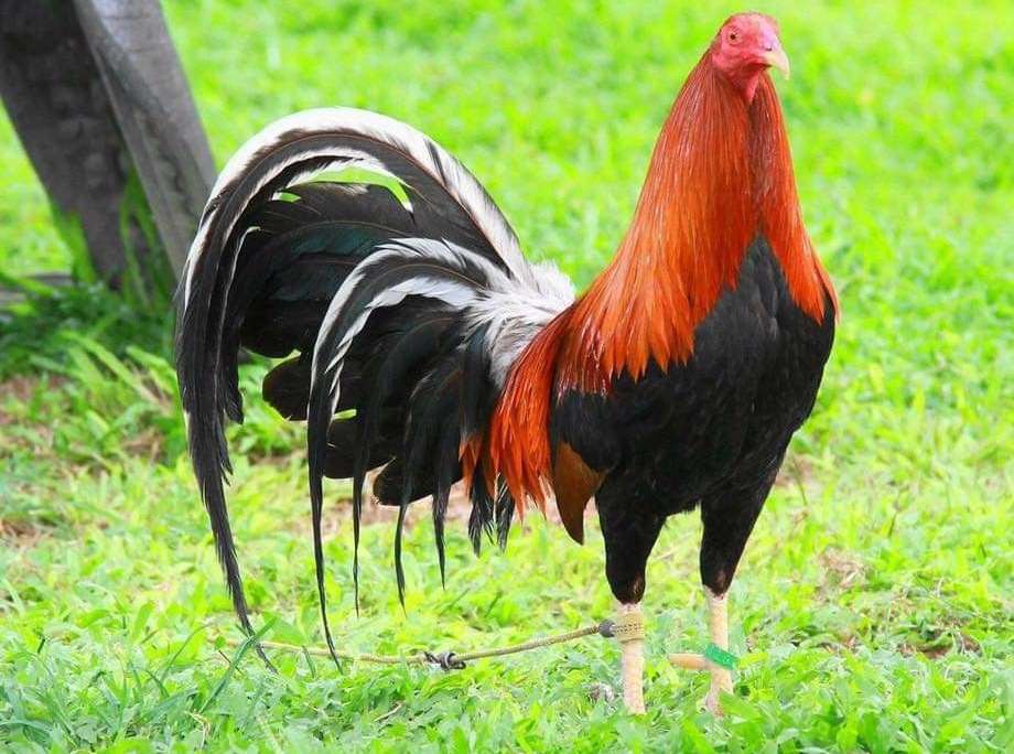 Most Expensive Gamefowl Bloodlines