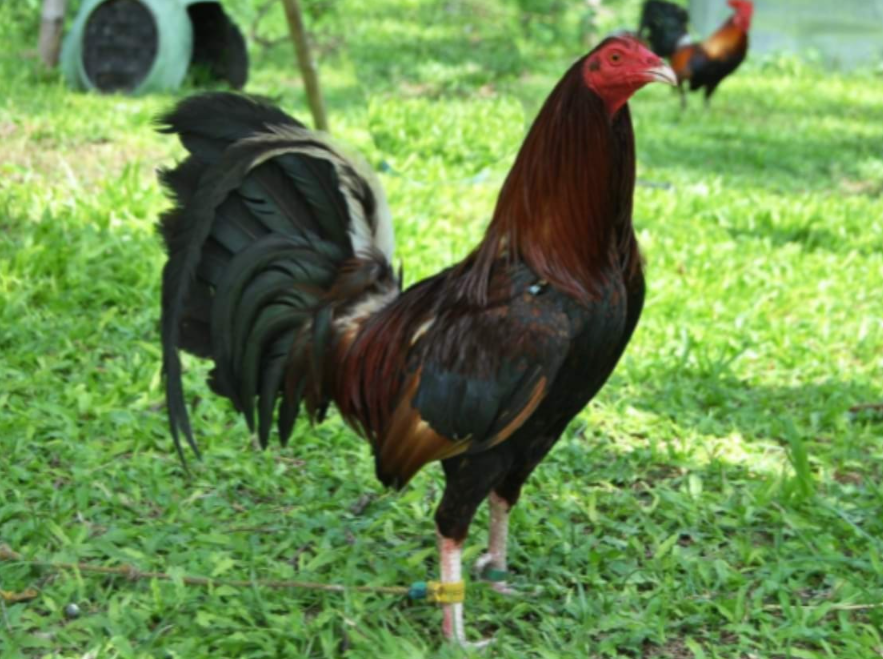 Most Expensive Gamefowl Bloodlines