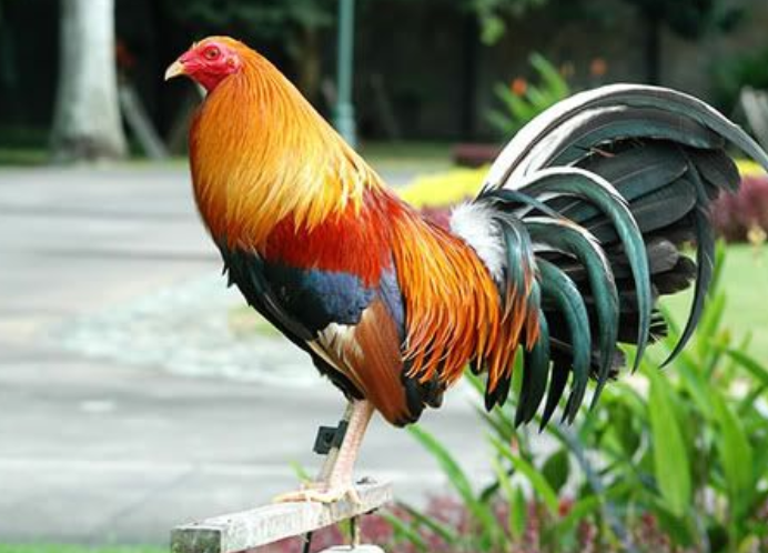 Most Expensive Gamefowl Bloodlines