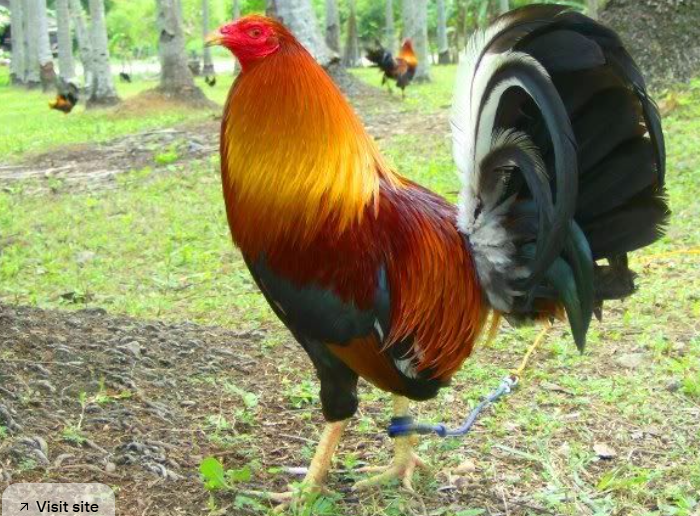 Most Expensive Gamefowl Bloodlines