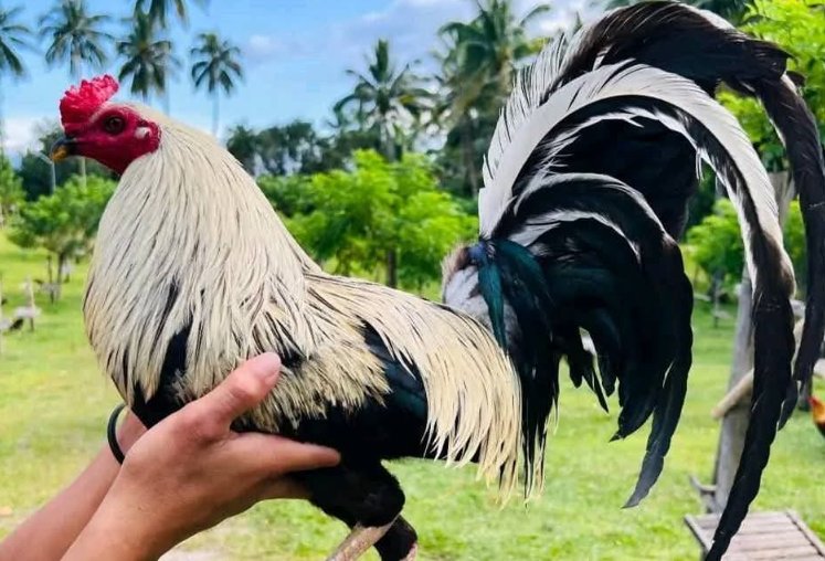 Most Expensive Gamefowl Bloodlines